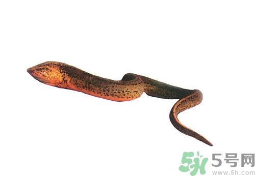 吃黃鱔有什么好處和壞處?吃黃鱔禁忌有哪些 吃黃鱔有什么好處和壞處?吃黃鱔禁忌有哪些