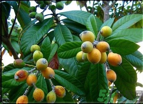 枇杷沒(méi)熟怎么辦?枇杷沒(méi)熟可以吃嗎 枇杷沒(méi)熟怎么辦?枇杷沒(méi)熟可以吃嗎