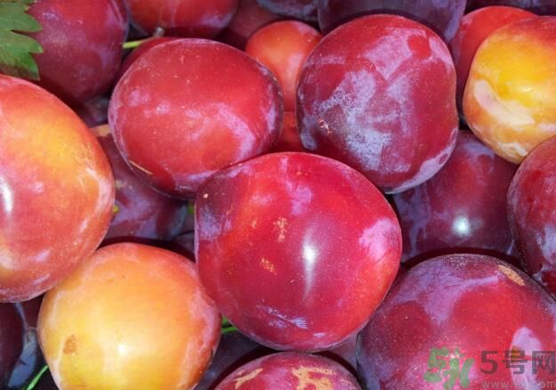 李子就是梅子嗎？李子和梅子有什么不同？