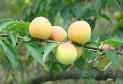 李子就是梅子嗎？李子和梅子有什么不同？