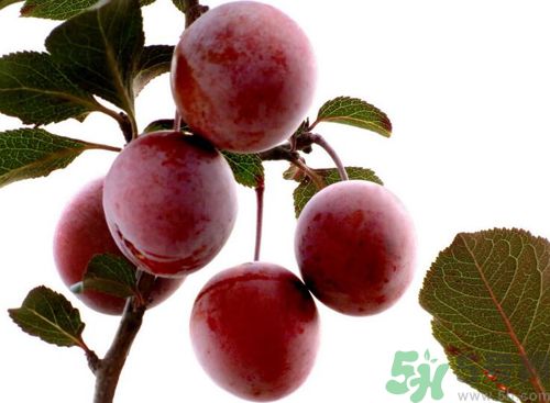 李子可以放冰箱嗎？李子應(yīng)該怎樣保存？