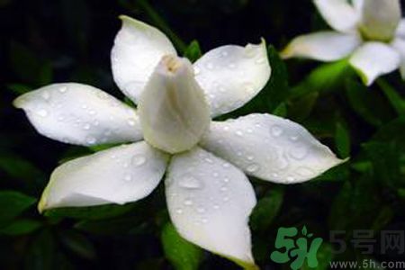 梔子花可以美容嗎？梔子花怎樣美容？