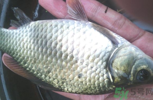 鱔魚(yú)可以和鯽魚(yú)一起吃嗎?鱔魚(yú)能和鯽魚(yú)同吃嗎? 鱔魚(yú)可以和鯽魚(yú)一起吃嗎?鱔魚(yú)能和鯽魚(yú)同吃嗎?