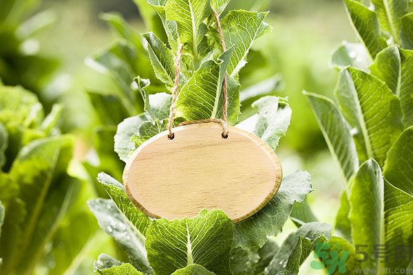 木瓜是水果還是蔬菜？青木瓜是水果嗎？