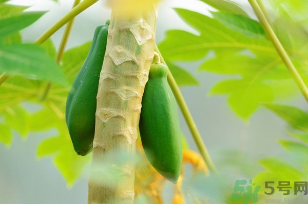 木瓜是水果還是蔬菜？青木瓜是水果嗎？