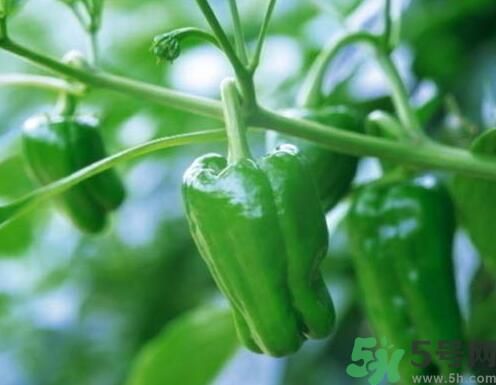 南瓜可以和辣椒一起吃嗎？南瓜辣椒一起吃好嗎？