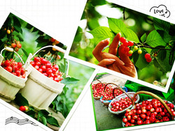 吃完粽子能吃櫻桃嗎?粽子和櫻桃能一起吃嗎 吃完粽子能吃櫻桃嗎?粽子和櫻桃能一起吃嗎