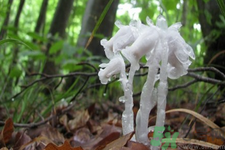 陜西發(fā)現(xiàn)死亡之花 水晶蘭為什么叫死亡之花？