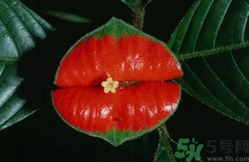 死亡之花是什么花?死亡之花有哪些 死亡之花是什么花?死亡之花有哪些