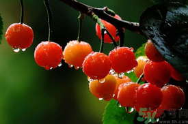 山竹可以和櫻桃一起吃嗎?山竹能和櫻桃同吃嗎? 山竹可以和櫻桃一起吃嗎?山竹能和櫻桃同吃嗎?