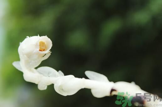 死亡之花可以吃嗎？死亡之花吃了會(huì)中毒嗎？