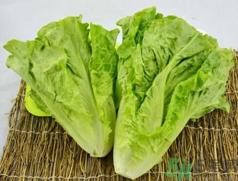 吃生菜會(huì)長(zhǎng)斑嗎？吃生菜會(huì)造成長(zhǎng)斑嗎？