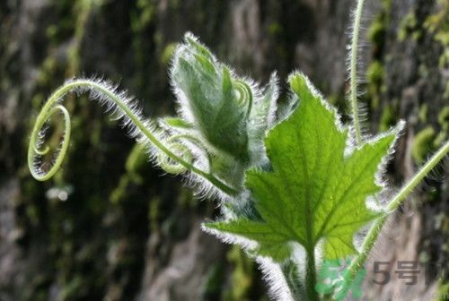 南瓜葉可以吃嗎?南瓜葉怎么做好吃 南瓜葉可以吃嗎?南瓜葉怎么做好吃