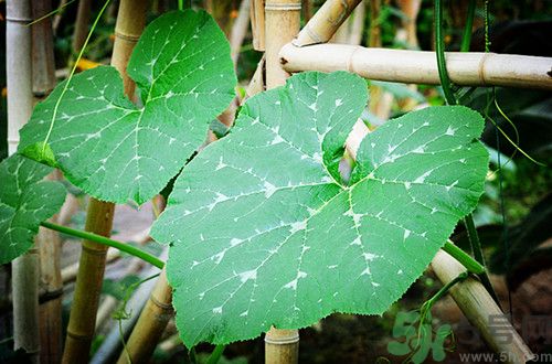 南瓜葉可以吃嗎?南瓜葉怎么做好吃 南瓜葉可以吃嗎?南瓜葉怎么做好吃