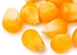 山藥可以和玉米一起吃嗎?山藥能和玉米同吃嗎? 山藥可以和玉米一起吃嗎?山藥能和玉米同吃嗎?