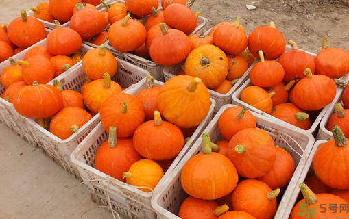 南瓜里面長(zhǎng)霉了能吃嗎？長(zhǎng)霉的南瓜可以吃嗎？