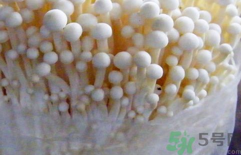 金針菇是涼性還是熱性?金針菇是涼性的嗎? 金針菇是涼性還是熱性?金針菇是涼性的嗎?