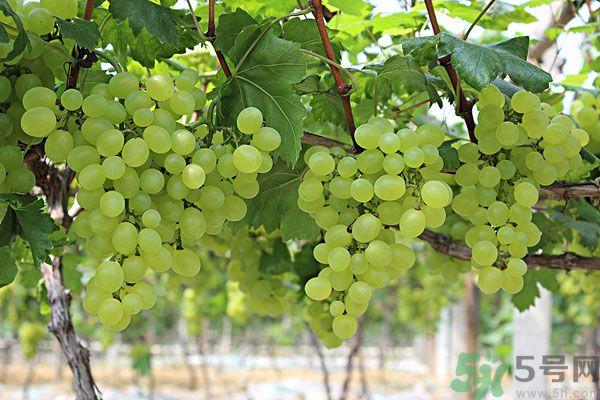 吃提子會不會長胖？吃提子能減肥嗎？