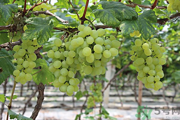 吃提子會不會長胖？吃提子能減肥嗎？