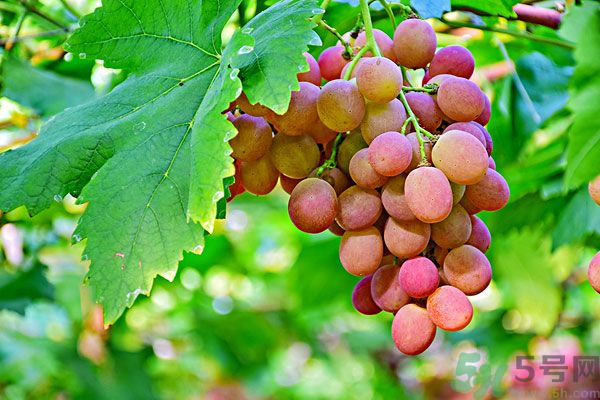 吃提子會(huì)上火嗎？上火能吃提子嗎？