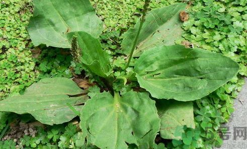 車前草可以退燒嗎?車前草能退燒嗎? 車前草可以退燒嗎?車前草能退燒嗎?