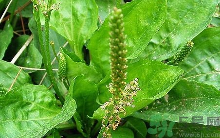 車前草可以退燒嗎?車前草能退燒嗎? 車前草可以退燒嗎?車前草能退燒嗎?