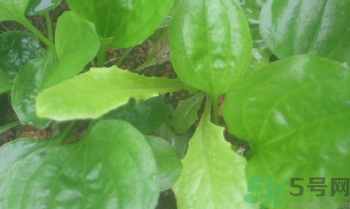 車前草可以治療尿道炎嗎?車前草能治尿道炎嗎? 車前草可以治療尿道炎嗎?車前草能治尿道炎嗎?