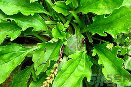 車前草可以治療尿道炎嗎?車前草能治尿道炎嗎? 車前草可以治療尿道炎嗎?車前草能治尿道炎嗎?