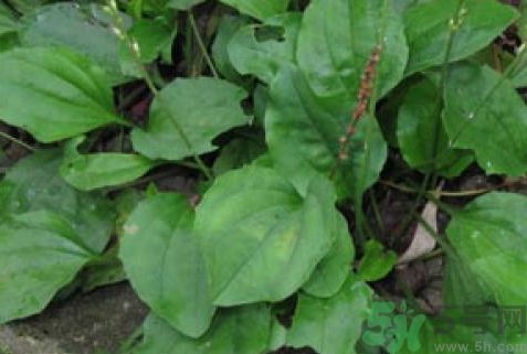 車前草可以治咳嗽嗎?車前草能止咳化痰嗎? 車前草可以治咳嗽嗎?車前草能止咳化痰嗎?