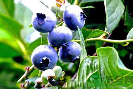 什么是藍莓李果？藍莓李果和藍莓的區(qū)別？