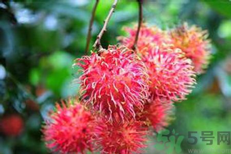 寶寶可以吃紅毛丹嗎？寶寶多大了可以吃紅毛丹？