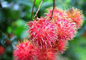 寶寶可以吃紅毛丹嗎？寶寶多大了可以吃紅毛丹？