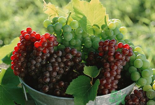 紅提和青提哪個(gè)好?青提和紅提有上面區(qū)別 紅提和青提哪個(gè)好?青提和紅提有上面區(qū)別