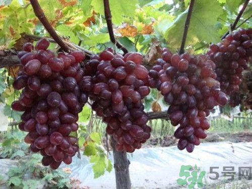 紅提和青提哪個(gè)好?青提和紅提有上面區(qū)別 紅提和青提哪個(gè)好?青提和紅提有上面區(qū)別