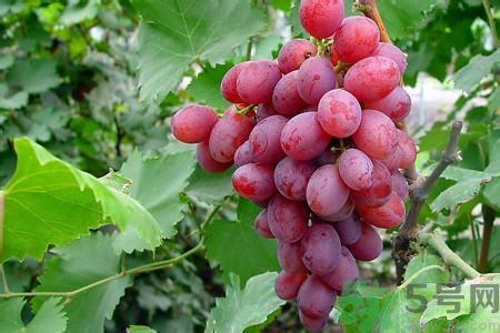 孕婦可以吃紅提子嗎?孕婦吃紅提對胎兒好嗎 孕婦可以吃紅提子嗎?孕婦吃紅提對胎兒好嗎