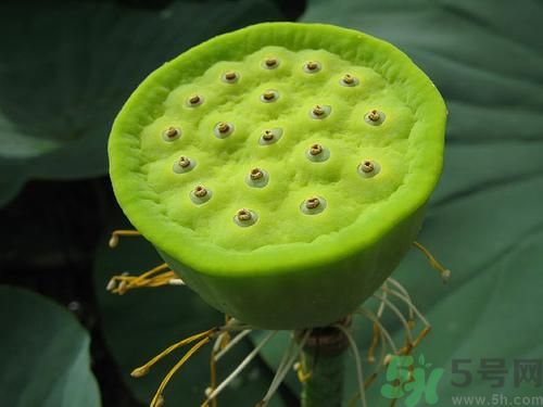 吃蓮蓬有什么好處?蓮蓬的功效與作用 吃蓮蓬有什么好處?蓮蓬的功效與作用