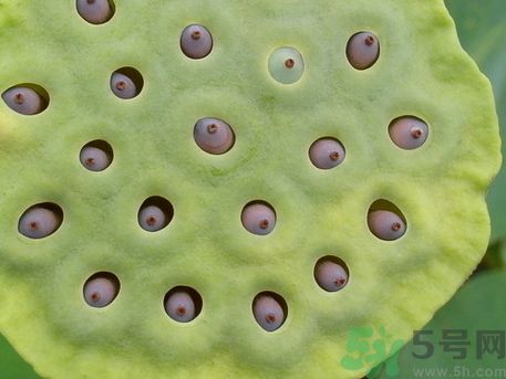 吃蓮蓬有什么好處?蓮蓬的功效與作用 吃蓮蓬有什么好處?蓮蓬的功效與作用