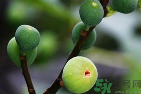 無花果是酸性還是堿性？無花果是堿性嗎？