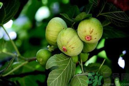 孕婦可以吃無(wú)花果嗎？懷孕可以吃無(wú)花果嗎？