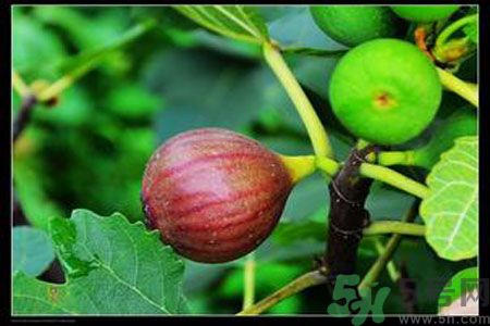 孕婦可以吃無花果嗎？懷孕可以吃無花果嗎？