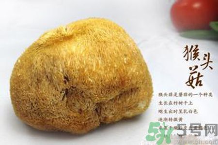猴頭菇是發(fā)物嗎？猴頭菇是不是發(fā)物？