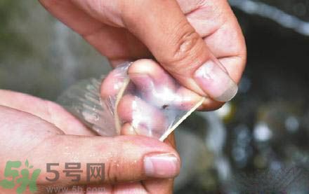 3個月懷孕2次 怎么辨別避孕套優(yōu)劣？