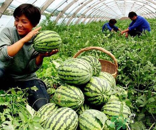 買西瓜為什么要拍?中國人買西瓜為什么喜歡敲敲 買西瓜為什么要拍?中國人買西瓜為什么喜歡敲敲