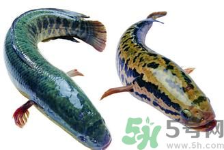 吃黑魚對傷口會好的快些嗎?吃黑魚的好處 吃黑魚對傷口會好的快些嗎?吃黑魚的好處