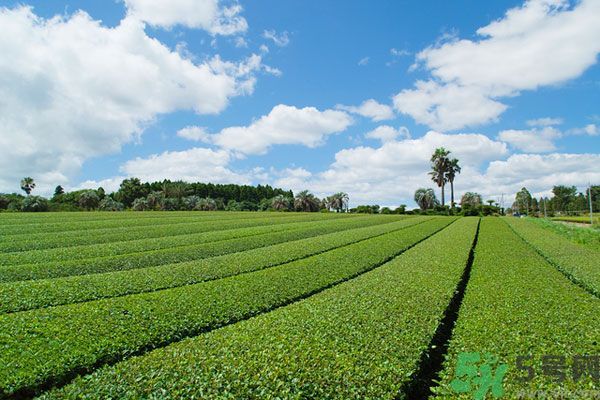 綠茶可以去黑眼圈嗎？綠茶去黑眼圈的方法