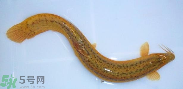 泥鰍死了還能吃嗎？死泥鰍能不能吃？