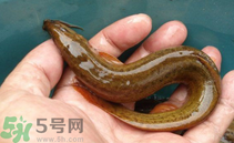 泥鰍死了還能吃嗎？死泥鰍能不能吃？