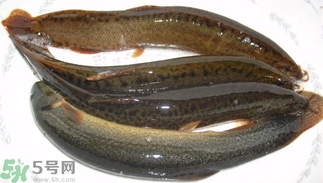 泥鰍死了還能吃嗎？死泥鰍能不能吃？