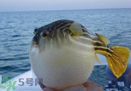 河豚怎么吃才沒毒?在日本是這樣吃的 河豚怎么吃才沒毒?在日本是這樣吃的