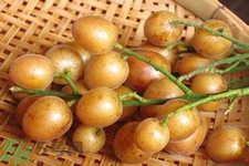 黃皮果是熱性還是涼性？黃皮果是涼性嗎？